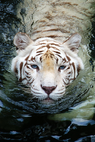 The Bengal White Tiger